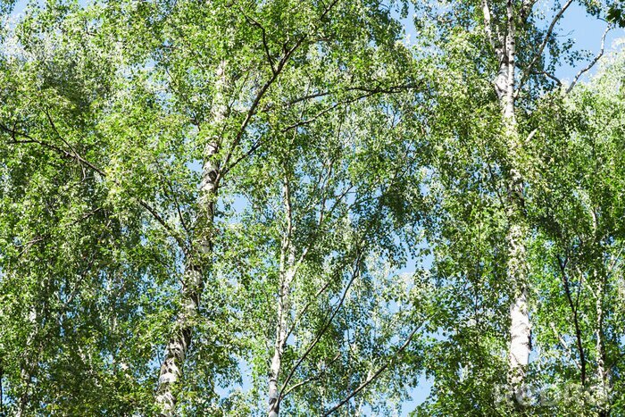 Fototapete Bäume Wald und Grün
