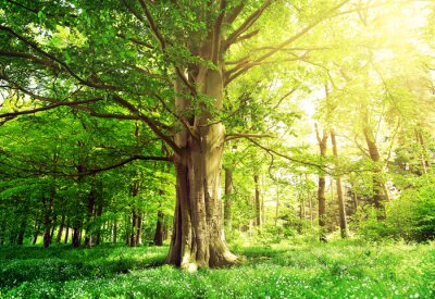 Fototapete Bäume Wald und grüne Pflanzen