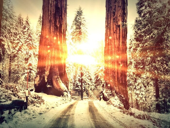 Fototapete Bäume Winter und Schnee