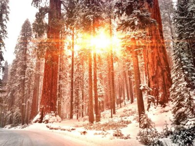 Fototapete Bäume Winter und Sonne