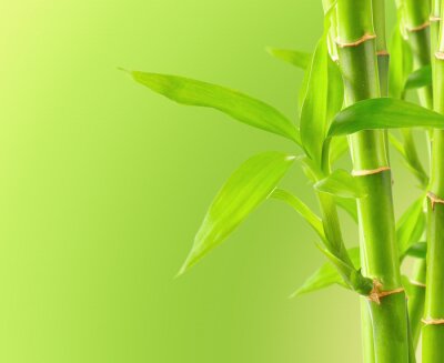 Bambus 3D auf grünem Hintergrund