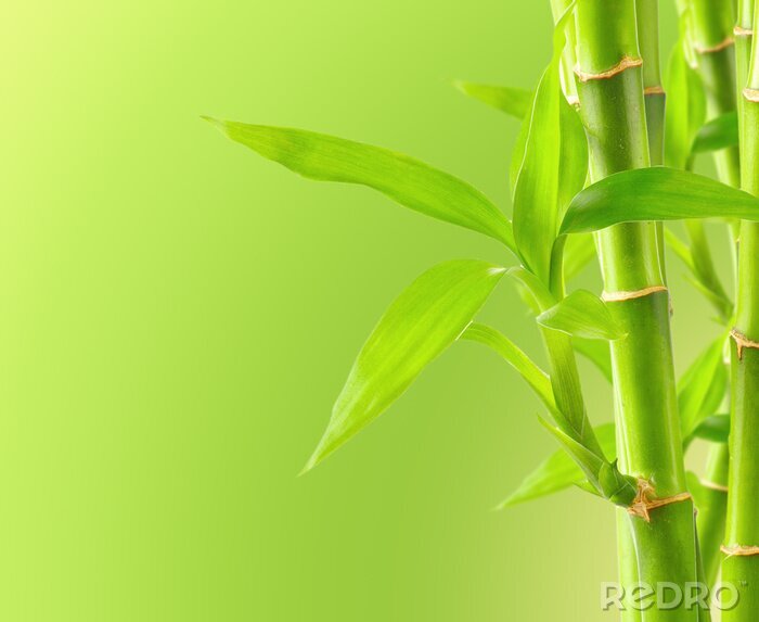 Fototapete Bambus 3D auf grünem Hintergrund