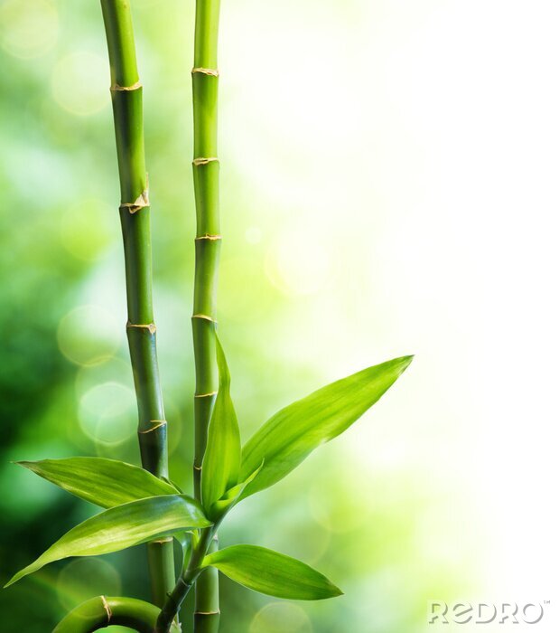 Fototapete Bambus 3D Blätter