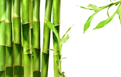 Fototapete Bambus 3D grüne Stängel