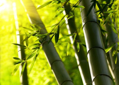 Fototapete Bambus 3D im Wald