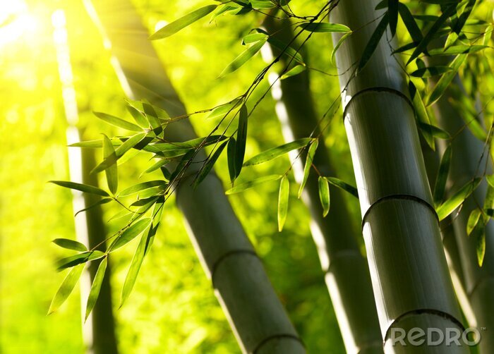 Fototapete Bambus 3D im Wald