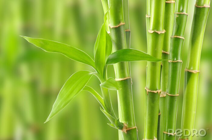 Fototapete Bambus 3D in Blüte