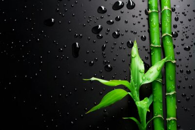 Fototapete Bambus auf einem nassen schwarzen Hintergrund