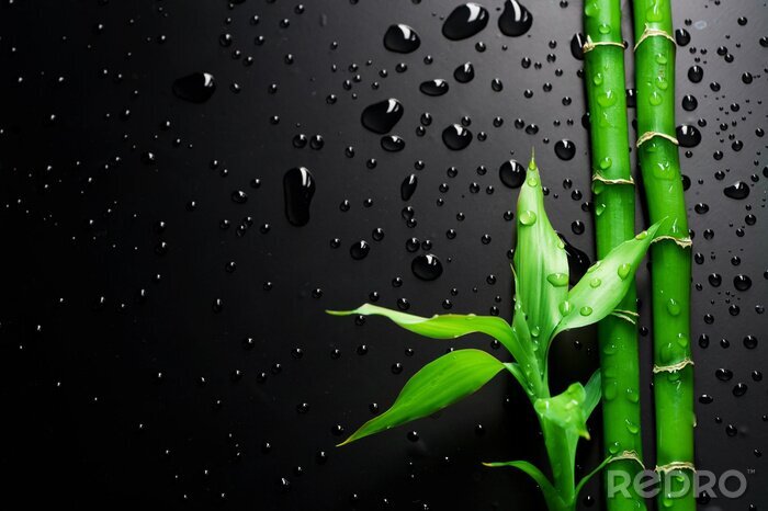 Fototapete Bambus auf einem nassen schwarzen Hintergrund