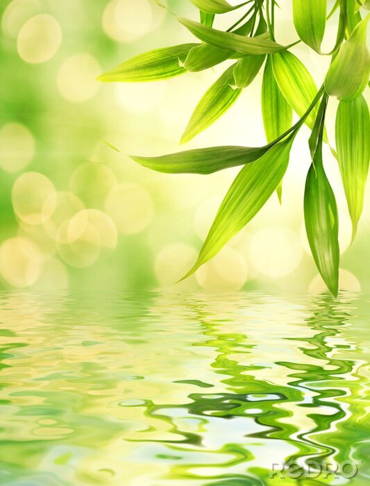 Fototapete Bambus auf grünem Hintergrund umgeben von Wasser
