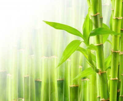 Bambus auf pflanzlichem Hintergrund
