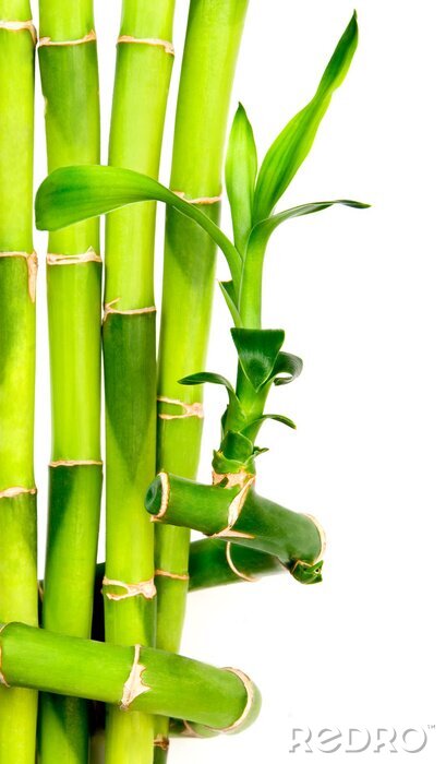 Fototapete Bambus auf weißem Hintergrund