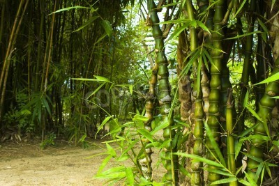Fototapete Bambus im Dschungel