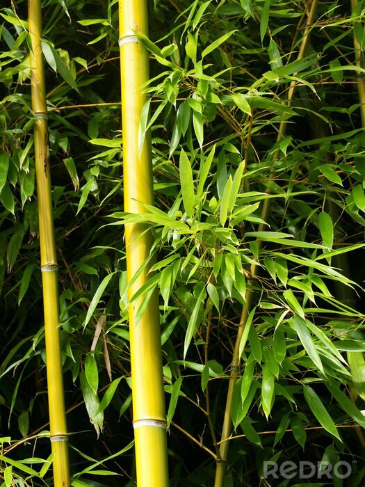Fototapete Bambus im exotischen Wald