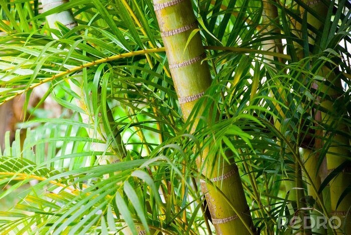 Fototapete Bambus im tropischen Wald