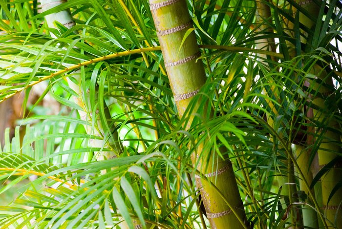 Fototapete Bambus im tropischen Wald