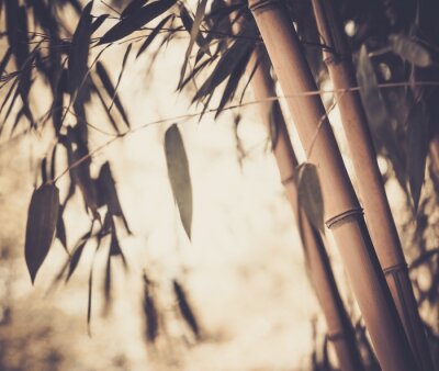 Fototapete Bambus im Vintage-Stil