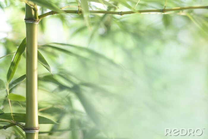 Fototapete Bambus im Wald