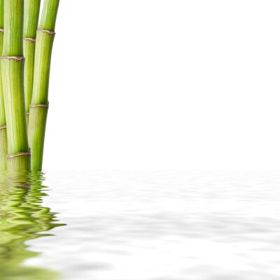 Fototapete Bambus im Wasser