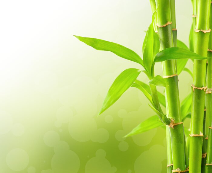 Fototapete Bambus in Blüte