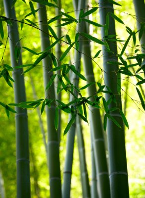 Bambus in einem exotischen Hain