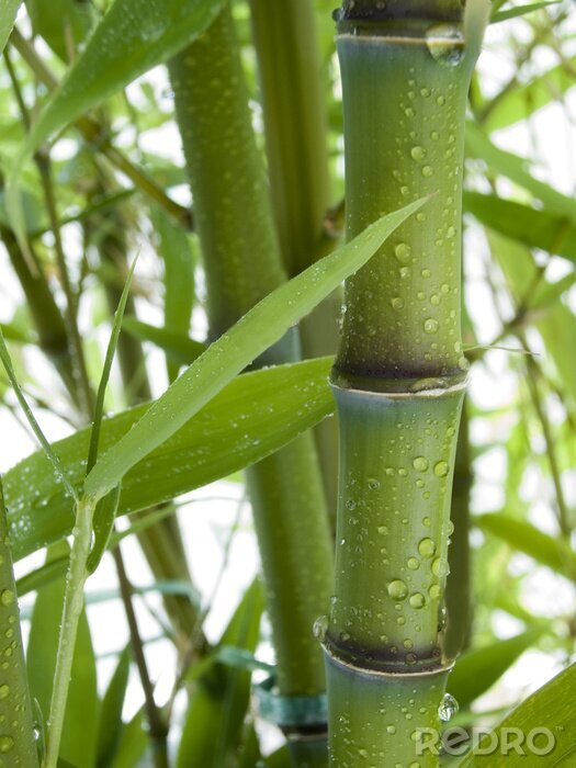 Fototapete Bambus in Regentropfen