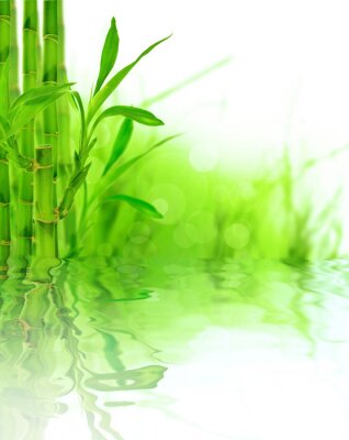 Fototapete Bambus mit Blättern am Wasser