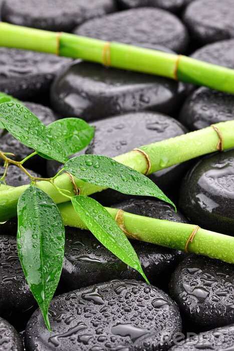 Fototapete Bambus mit Blättern Nahaufnahme