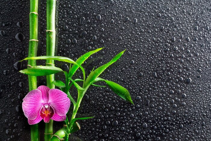 Fototapete Bambus Orchidee und Tropfen auf schwarzem Glas