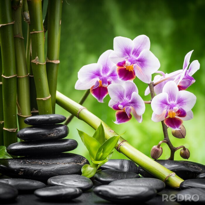 Fototapete Bambus Orchideen und Steine