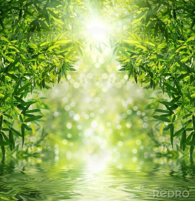 Fototapete Bambus Sonne und Wasser