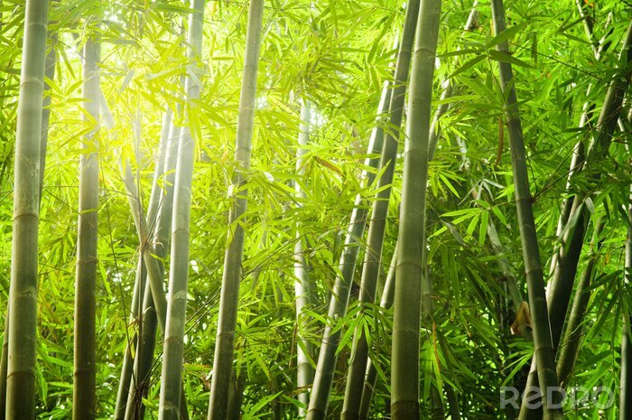 Fototapete Bambus und Lichtstrahlen