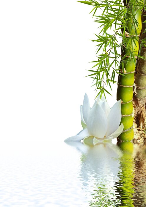 Fototapete Bambus und Lotos am Wasser