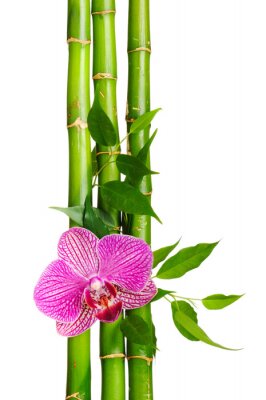 Fototapete Bambus und rosa Orchidee