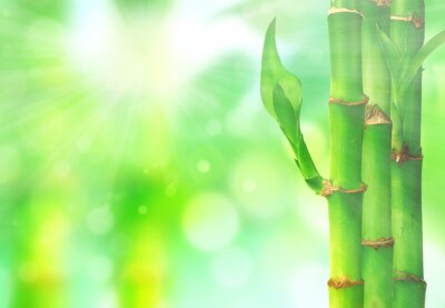 Fototapete Bambus und Sonnenschein