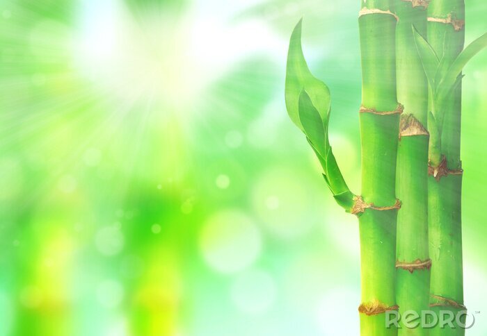 Fototapete Bambus und Sonnenschein
