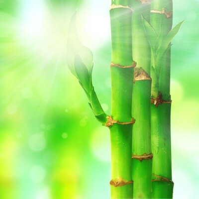 Fototapete Bambus und Sonnenstrahlen