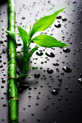 Fototapete Bambus und Wassertropfen auf schwarzem Hintergrund