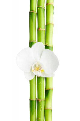 Fototapete Bambus und weiße Orchidee