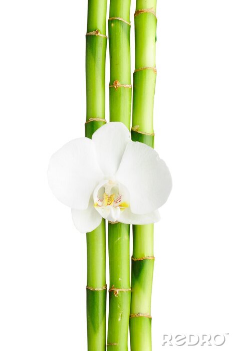Fototapete Bambus und weiße Orchidee