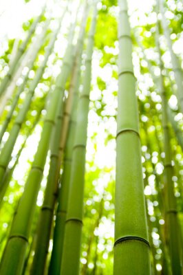 Fototapete Bambus unter Natur