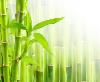 Fototapete Bambus vor dem Hintergrund des Grüns