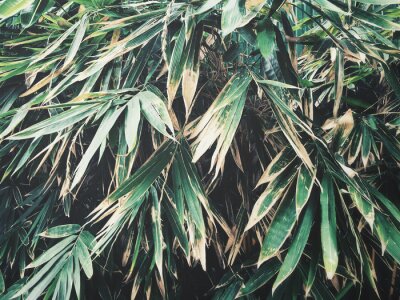 Fototapete Bambusblätter