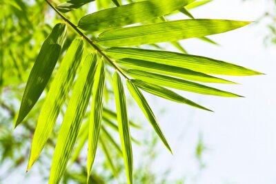 Fototapete Bambusblätter im Wald