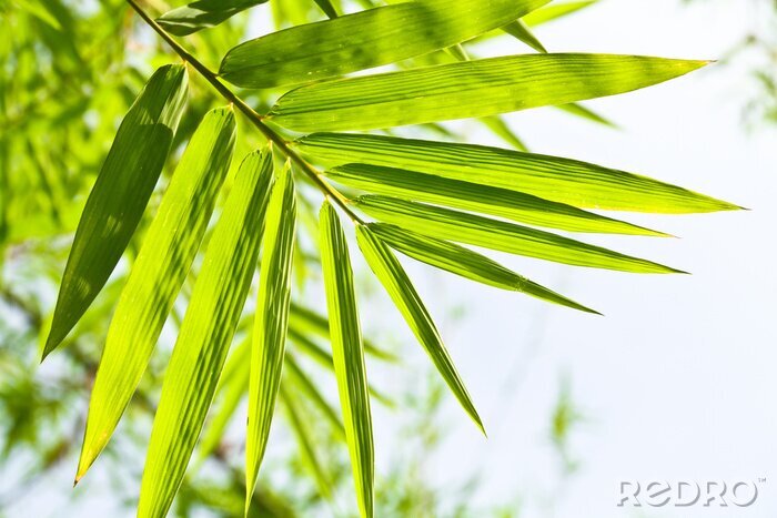 Fototapete Bambusblätter im Wald