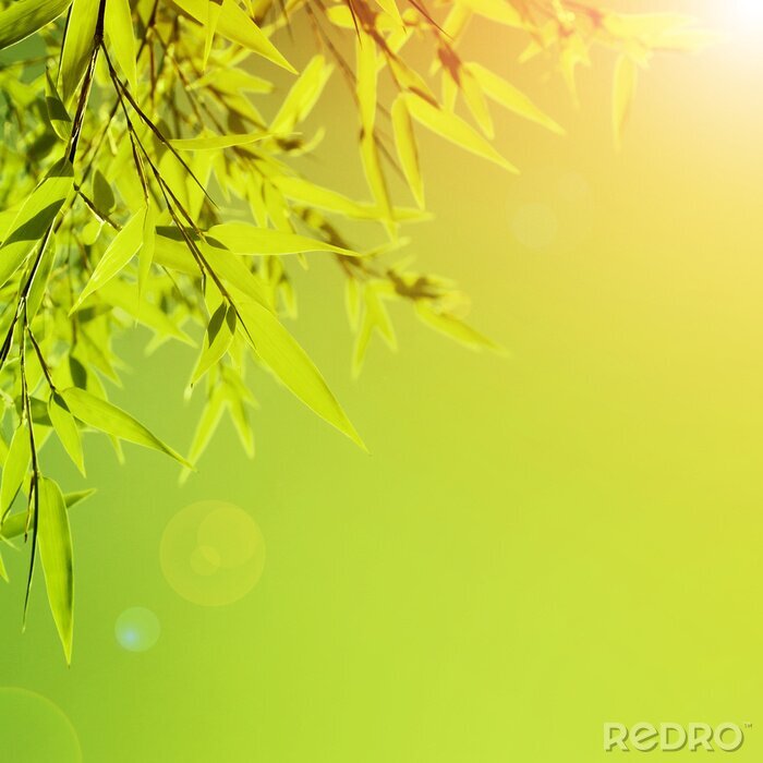 Fototapete Bambusblätter in der Sonne