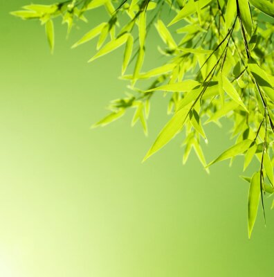 Fototapete Bambusblätter in Hellgrün
