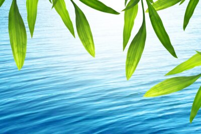 Fototapete Bambusblätter und blaues Wasser