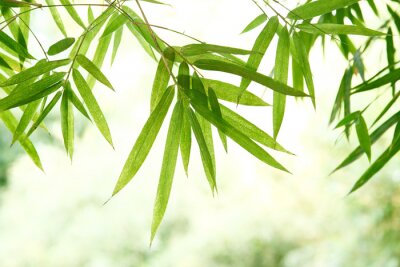 Fototapete Bambusblätter vor dem Hintergrund der Natur