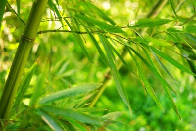 Bambusblätter vor dem Hintergrund des Grüns